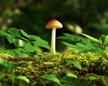 Mushroom in field