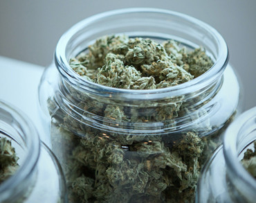 Dried cannabis